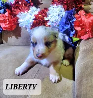 Liberty , a female Australian Shepherd for sale in Cortez, CO – 2 of 6