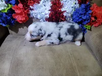 Liberty , a female Australian Shepherd for sale in Cortez, CO – 6 of 6