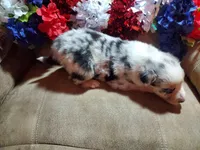 Liberty , a female Australian Shepherd for sale in Cortez, CO – 4 of 6