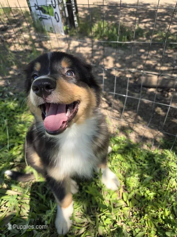 Sparkler - AKC – Australian Shepherd puppy for sale in Cortez, CO