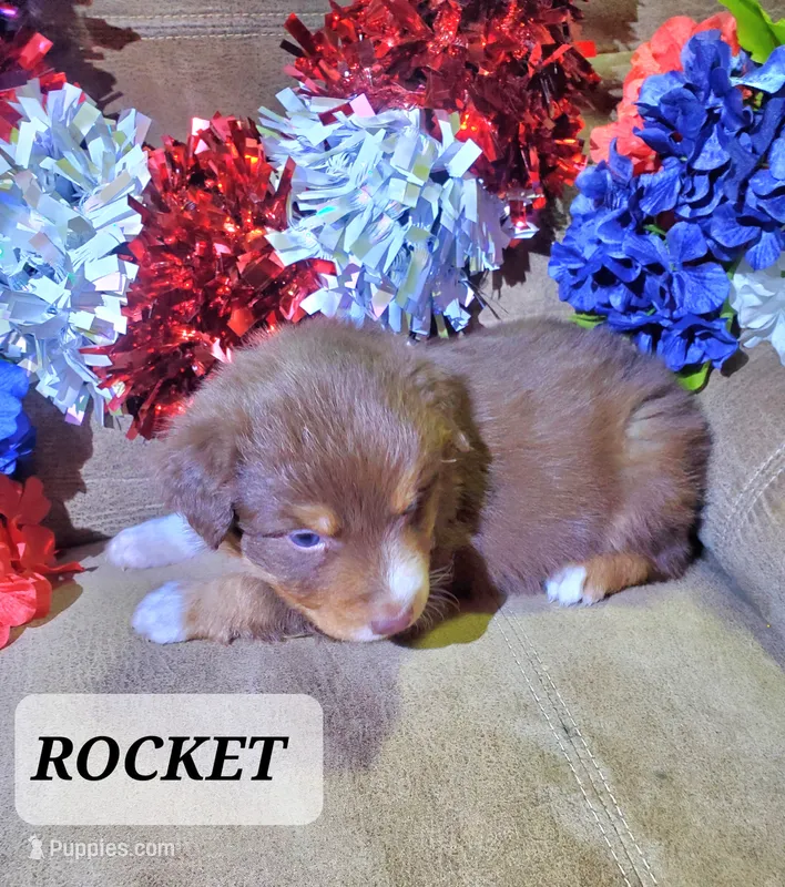 Rocket, a male Australian Shepherd for sale in Cortez, CO – 1 of 4