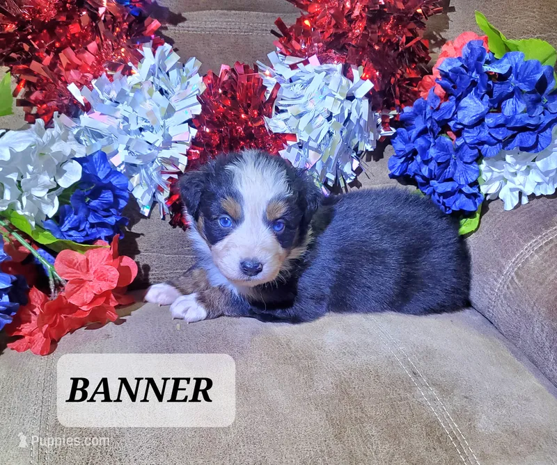 Banner – Australian Shepherd puppy for sale in Cortez, CO