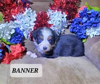 Banner, a male Australian Shepherd for sale in Cortez, CO – 1 of 4