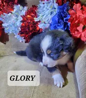 Glory , a female Australian Shepherd for sale in Cortez, CO – 1 of 3