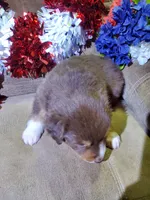 Rocket, a male Australian Shepherd for sale in Cortez, CO – 4 of 4