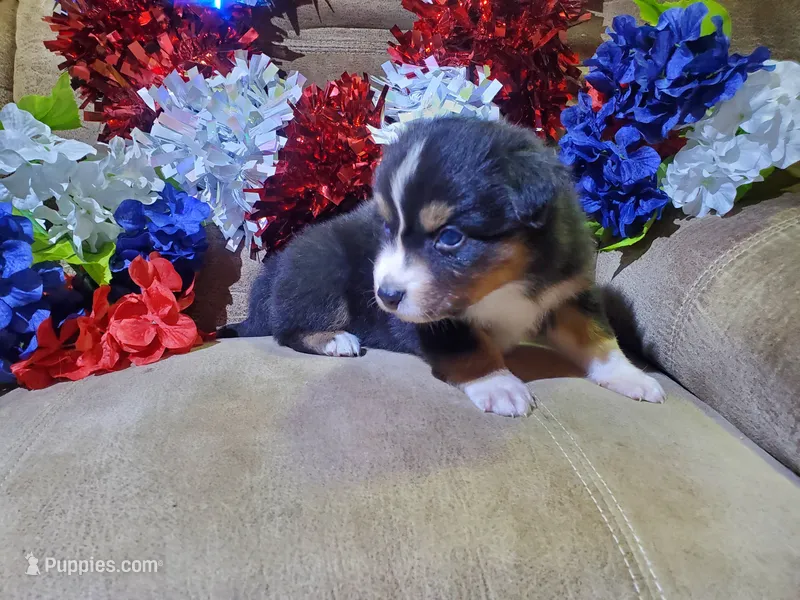Firecracker, a male Australian Shepherd for sale in Cortez, CO – 1 of 4