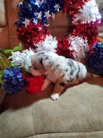 Freedom , a male Australian Shepherd for sale in Cortez, CO – 5 of 5
