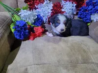 Banner, a male Australian Shepherd for sale in Cortez, CO – 3 of 4