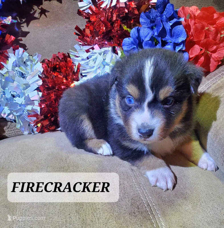 Firecracker – Australian Shepherd puppy for sale in Cortez, CO