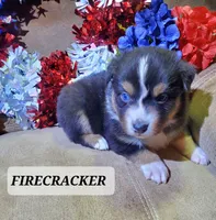 Firecracker, a male Australian Shepherd for sale in Cortez, CO – 2 of 4
