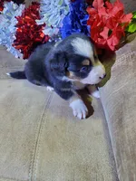 Glory , a female Australian Shepherd for sale in Cortez, CO – 3 of 3