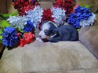 Banner, a male Australian Shepherd for sale in Cortez, CO – 4 of 4
