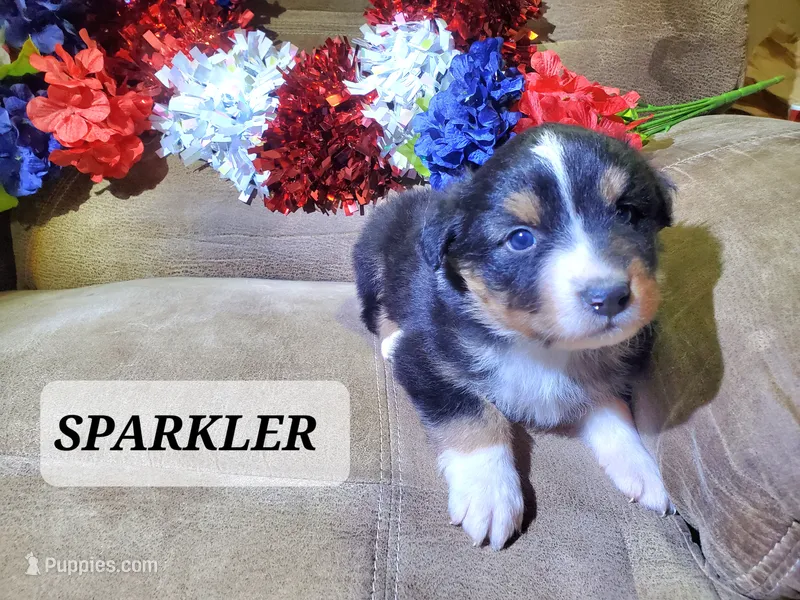 Sparkler – Australian Shepherd puppy for sale in Cortez, CO