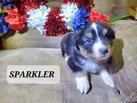 Sparkler, a male Australian Shepherd for sale in Cortez, CO – 1 of 4
