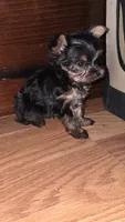 Mini yorkie, a male Yorkshire Terrier for sale in Modesto, CA – 2 of 4