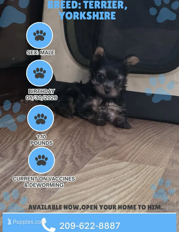 Mini yorkie – Yorkshire Terrier puppy for sale in Modesto, CA