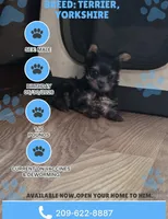Mini yorkie, a male Yorkshire Terrier for sale in Modesto, CA – 1 of 4