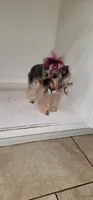 Mini yorkie, a male Yorkshire Terrier for sale in Modesto, CA – 3 of 4