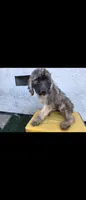 Blk, a male Afghan Hound and Poodle - Standard  for sale in Hemet, CA – 2 of 9