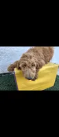 Light brwn, a female Afghan Hound and Poodle - Standard  for sale in Hemet, CA – 2 of 8