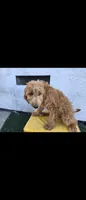 Light brwn 2, a female Afghan Hound and Poodle - Standard  for sale in Hemet, CA – 4 of 8