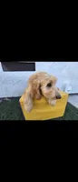Cream , a female Afghan Hound and Poodle - Standard  for sale in Hemet, CA – 6 of 10