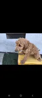 Light brwn 2, a female Afghan Hound and Poodle - Standard  for sale in Hemet, CA – 3 of 8