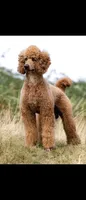 Cream 2, a male Afghan Hound and Poodle - Standard  for sale in Hemet, CA – 4 of 8