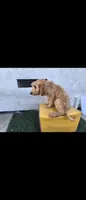 Cream , a female Afghan Hound and Poodle - Standard  for sale in Hemet, CA – 4 of 10