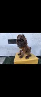 Brwn, a female Afghan Hound and Poodle - Standard  for sale in Hemet, CA – 6 of 9