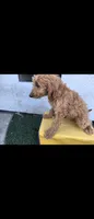 Light brwn 2, a female Afghan Hound and Poodle - Standard  for sale in Hemet, CA – 2 of 8