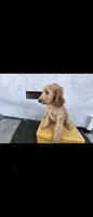 Cream , a female Afghan Hound and Poodle - Standard  for sale in Hemet, CA – 3 of 10