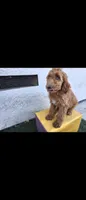 Light brwn, a female Afghan Hound and Poodle - Standard  for sale in Hemet, CA – 4 of 8