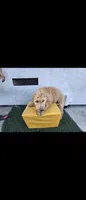 Cream 2, a male Afghan Hound and Poodle - Standard  for sale in Hemet, CA – 3 of 8