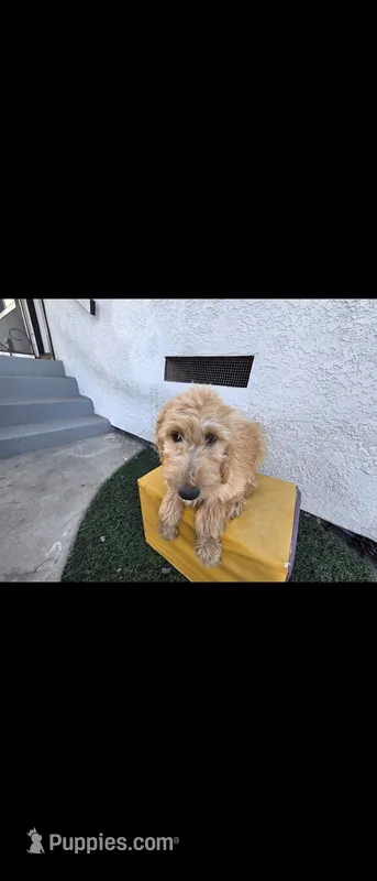 Cream 2 – Afghan Hound, Poodle - Standard  puppy for sale in Hemet, CA