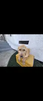 Cream 2, a male Afghan Hound and Poodle - Standard  for sale in Hemet, CA – 1 of 8