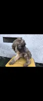 Blk, a male Afghan Hound and Poodle - Standard  for sale in Hemet, CA – 3 of 9