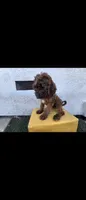 Brwn, a female Afghan Hound and Poodle - Standard  for sale in Hemet, CA – 4 of 9