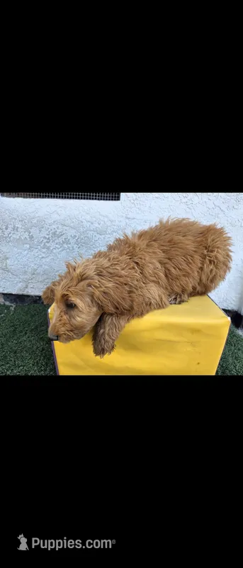 Light brwn – Afghan Hound, Poodle - Standard  puppy for sale in Hemet, CA