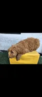 Light brwn, a female Afghan Hound and Poodle - Standard  for sale in Hemet, CA – 1 of 8