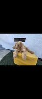 Cream , a female Afghan Hound and Poodle - Standard  for sale in Hemet, CA – 7 of 10