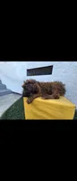 Brwn, a female Afghan Hound and Poodle - Standard  for sale in Hemet, CA – 3 of 9