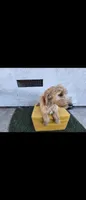 Cream 2, a male Afghan Hound and Poodle - Standard  for sale in Hemet, CA – 7 of 8