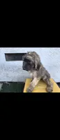 Blk, a male Afghan Hound and Poodle - Standard  for sale in Hemet, CA – 4 of 9