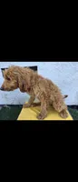 Light brwn 2, a female Afghan Hound and Poodle - Standard  for sale in Hemet, CA – 5 of 8