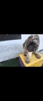 Blk, a male Afghan Hound and Poodle - Standard  for sale in Hemet, CA – 6 of 9