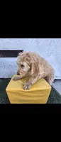 Cream 2, a male Afghan Hound and Poodle - Standard  for sale in Hemet, CA – 5 of 8