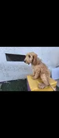Cream , a female Afghan Hound and Poodle - Standard  for sale in Hemet, CA – 2 of 10
