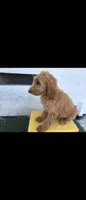 Light brwn, a female Afghan Hound and Poodle - Standard  for sale in Hemet, CA – 3 of 8
