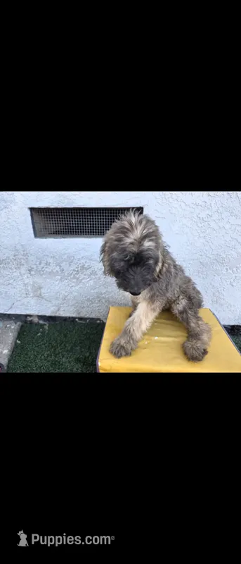 Blk – Afghan Hound, Poodle - Standard  puppy for sale in Hemet, CA